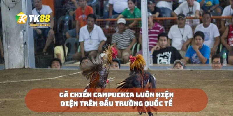 Gà chiến Campuchia luôn hiện diện trên đấu trường quốc tế