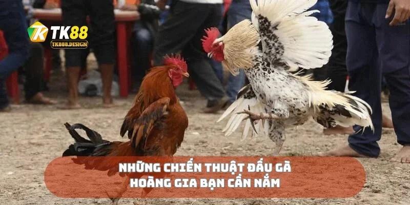 Đấu Gà Hoàng Gia Kịch Tính Từ Cú Đá Đến Sát Phạt 3 Những chiến thuật đấu gà hoàng gia bạn cần nắm