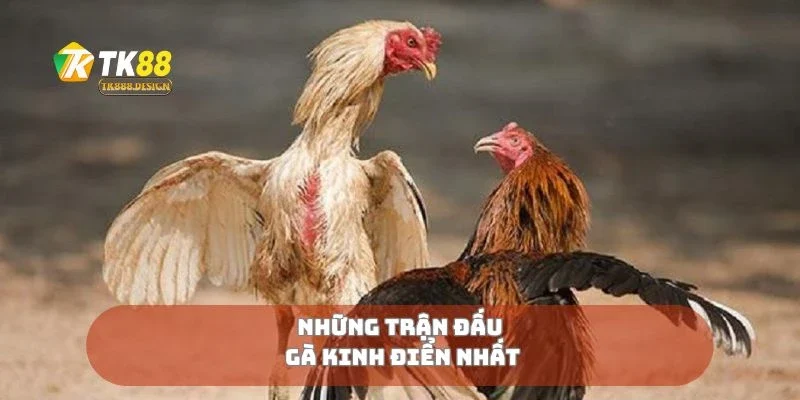 Đấu Gà Hoàng Gia Kịch Tính Từ Cú Đá Đến Sát Phạt 2 Những trận đấu gà kinh điển nhất